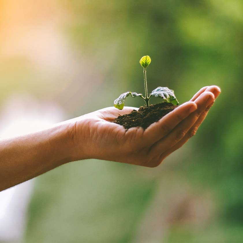 Nachhaltigkeit, Hand mit Pflanze
